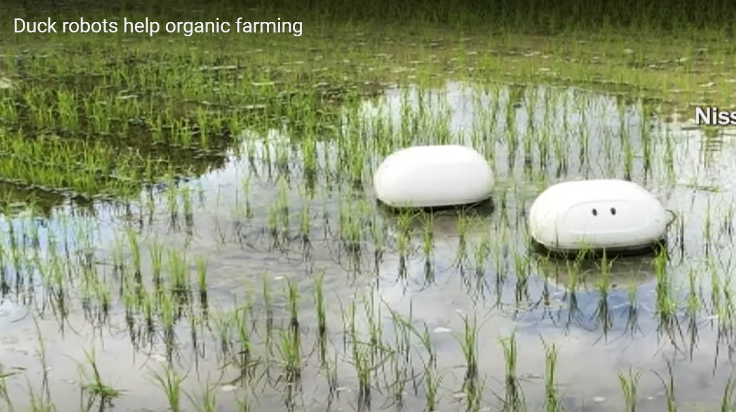 Robotic_Ducks